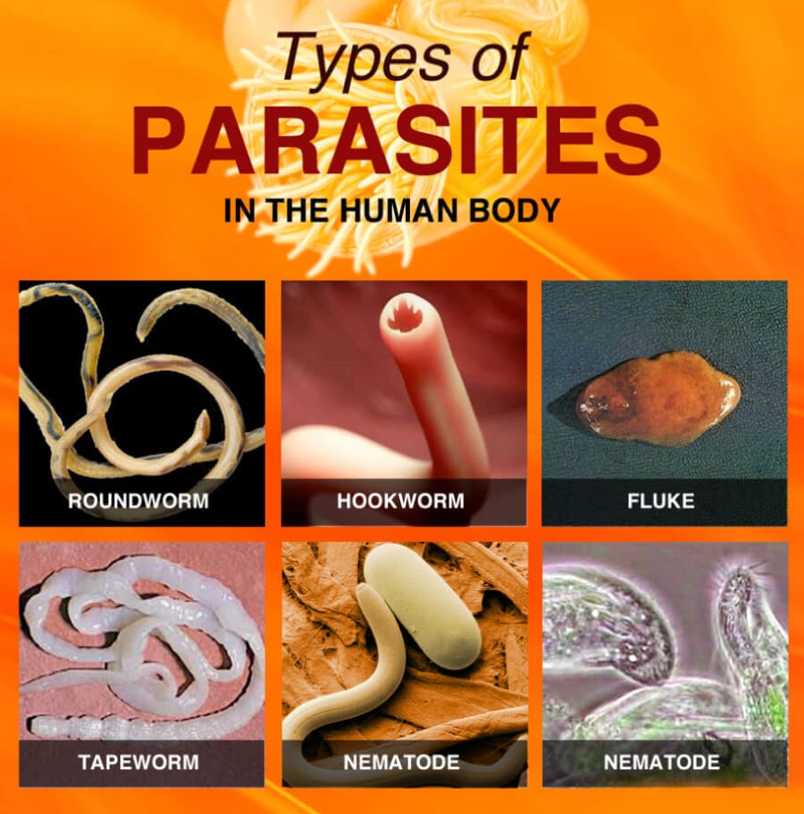 Parasites Infection and Your Brain Health - Naturopathic Medicine